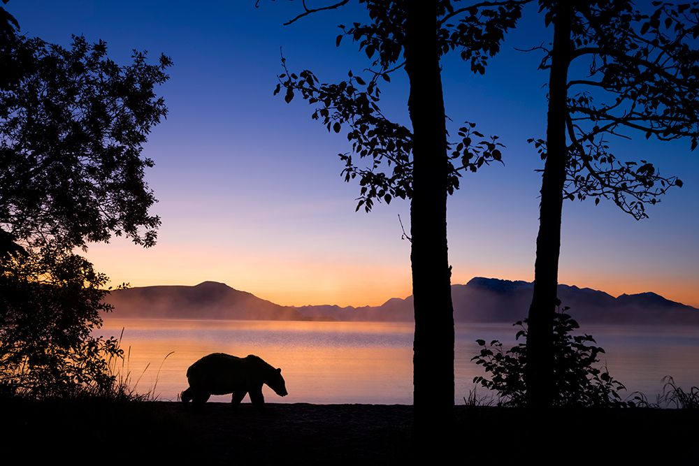 Digital Composite: Brown Bear Walks Along Shores Of Naknek Lake At Dawn, Kejulik Mountains, Alaska. art print by Patrick J Endres for $57.95 CAD