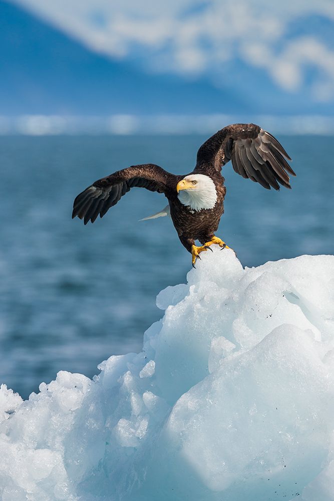 Bald Eagle On Iceberg, Northern Prince William Sound, Southcentral, Alaska art print by Patrick J Endres for $57.95 CAD
