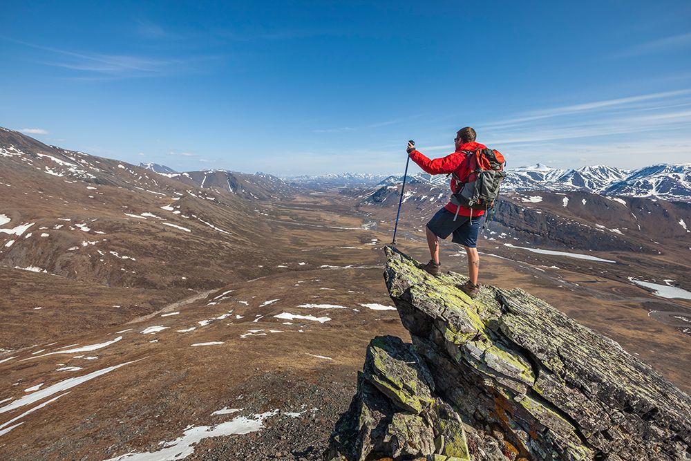 Angus Rose On A Mountain Ridge Of The Brooks Range, Gates Of The Arctic National Park, Alaska. art print by Patrick J Endres for $57.95 CAD