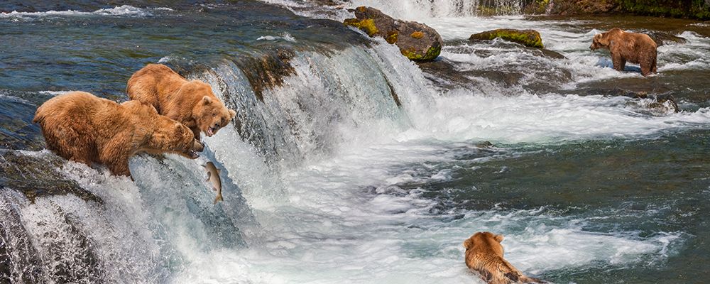 Brown Bears Fish For Red Salmon In The Brooks River, Katmai National Park, Southwest, Alaska. art print by Patrick J Endres for $57.95 CAD