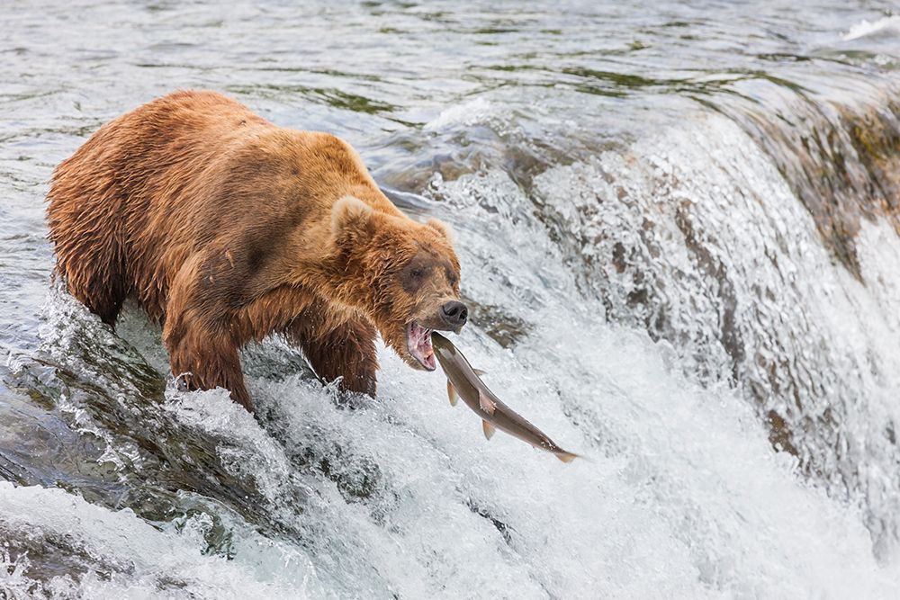 Brown Bears Fish For Red Salmon At Falls Of Brooks River, Katmai National Park, Southwest, Alaska. art print by Patrick J Endres for $57.95 CAD