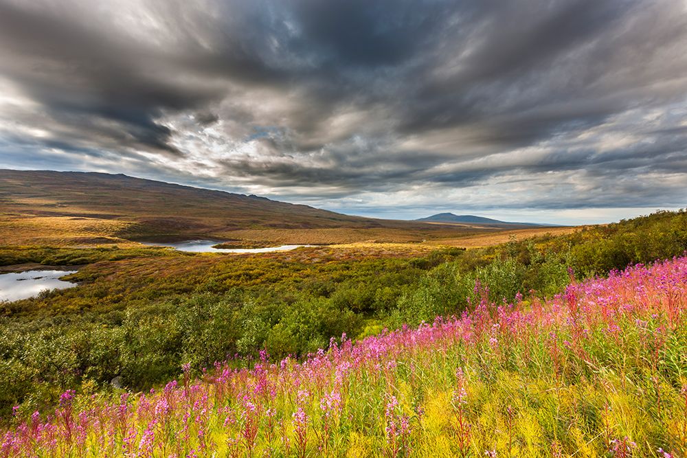 Fireweed And Skies Over The Tundra Along The Denali Highway Near Mcclaren Pass, Interior, Alaska. art print by Patrick J Endres for $57.95 CAD