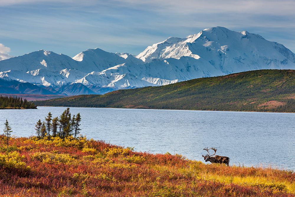 Bull Caribou In Autumn Tundra Along Shore Of Wonder Lake, Denali Of Alaska Range, Denali Alaska. art print by Patrick J Endres for $57.95 CAD