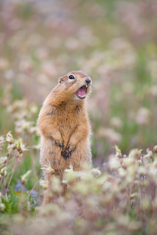 Arctic Ground Squirrel On The Tundra, Arctic National Wildlife Refuge, Arctic, Alaska. art print by Patrick J Endres for $57.95 CAD
