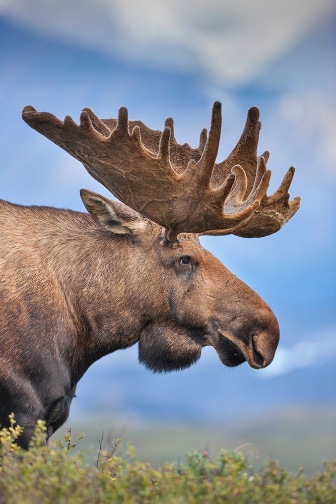 Large Bull Moose In Velvet Antlers On The Tundra In Denali National Park, Interior, Alaska. art print by Patrick J Endres for $57.95 CAD