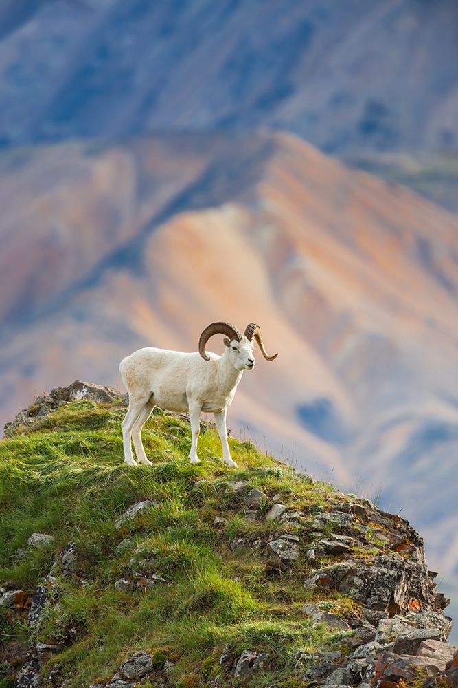 Dall Sheep Ram On Rock Outcrop That Overlooks Polychrome Mountains Of Alaska Range In Denali Alaska. art print by Patrick J Endres for $57.95 CAD