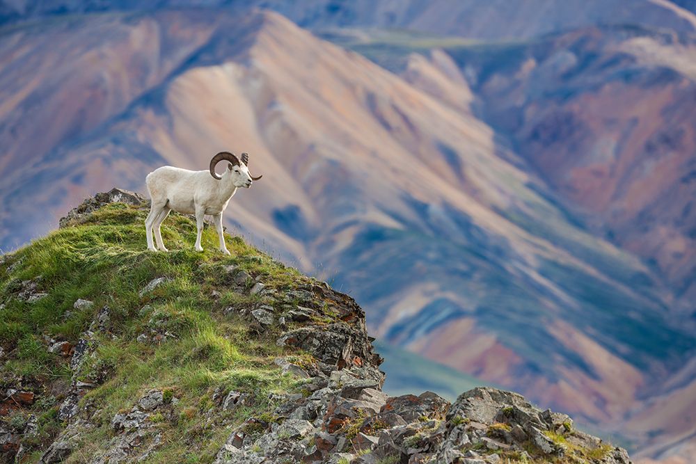 Dall Sheep Ram On Rock Outcrop That Overlooks Polychrome Mountains Of Alaska Range In Denali Alaska. art print by Patrick J Endres for $57.95 CAD