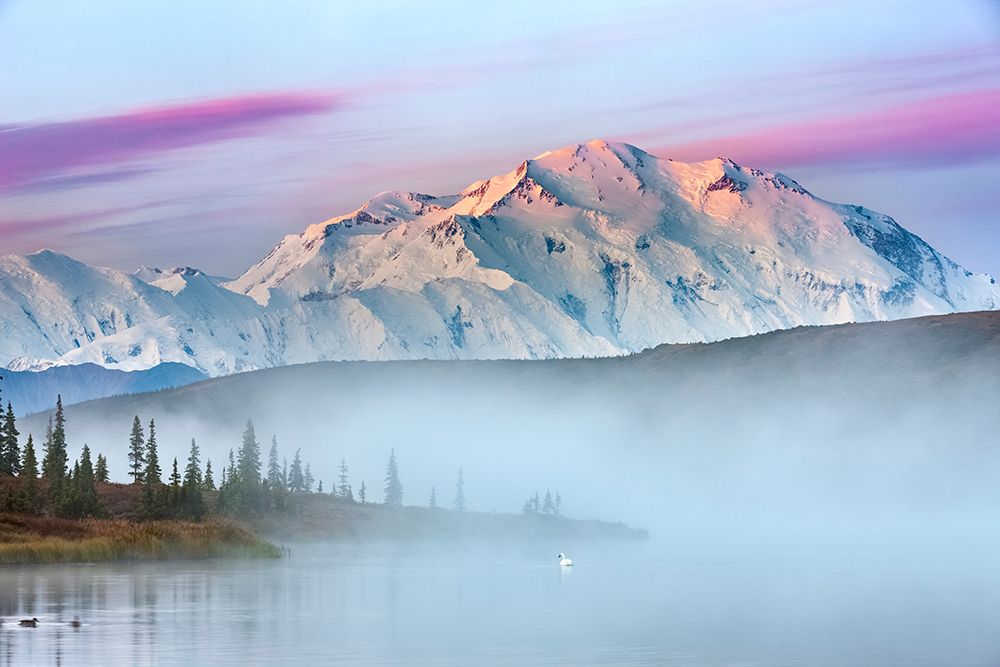 Trumpeter Swan Swims Amidst Morning Fog Over Calm Waters Of Wonder Lake At Sunrise, Denali Alaska. art print by Patrick J Endres for $57.95 CAD