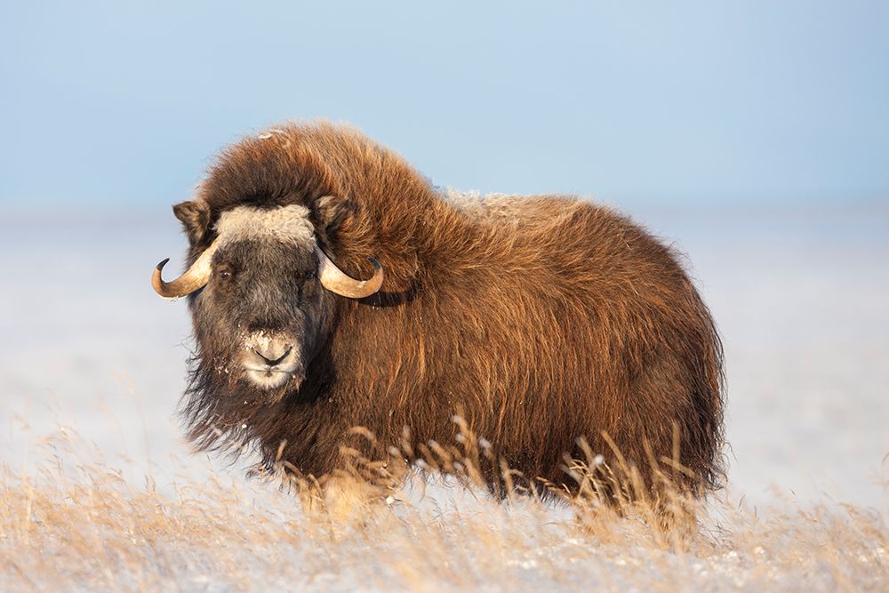 Muskox Stands On The Snowy Tundra Of Alaskas Arctic North Slope. art print by Patrick J Endres for $57.95 CAD