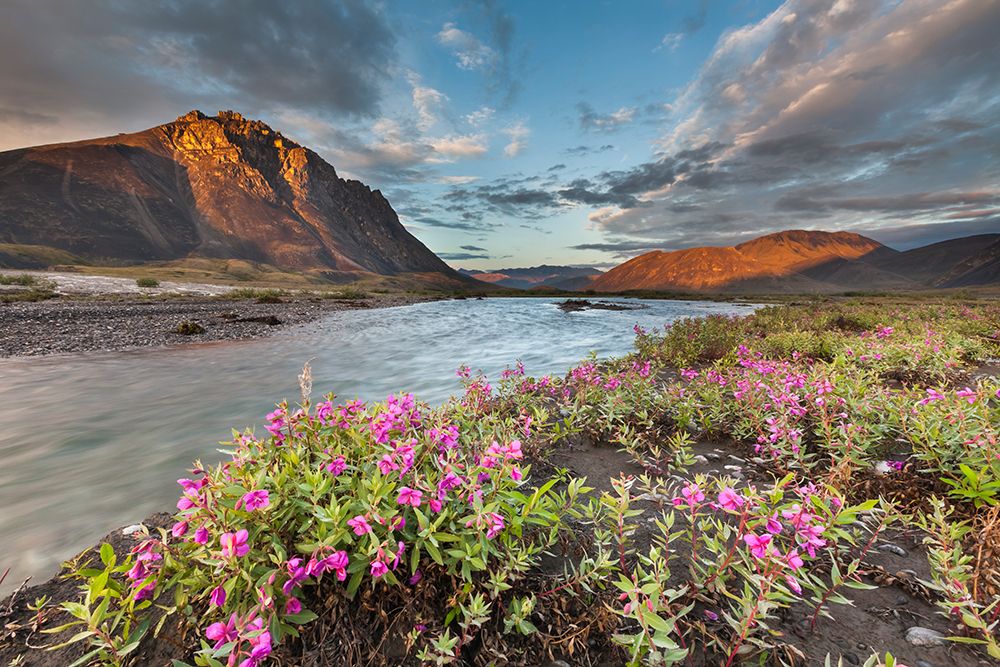 Midnight Sunset Over Dwarf Fireweed, Or River Beauty, Along Marsh Fork Of Canning River In Alaska. art print by Patrick J Endres for $57.95 CAD