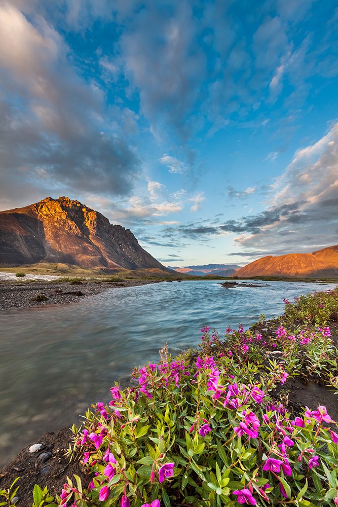 Midnight Sunset Over Dwarf Fireweed, Or River Beauty, Along Marsh Fork Of Canning River In Alaska. art print by Patrick J Endres for $57.95 CAD