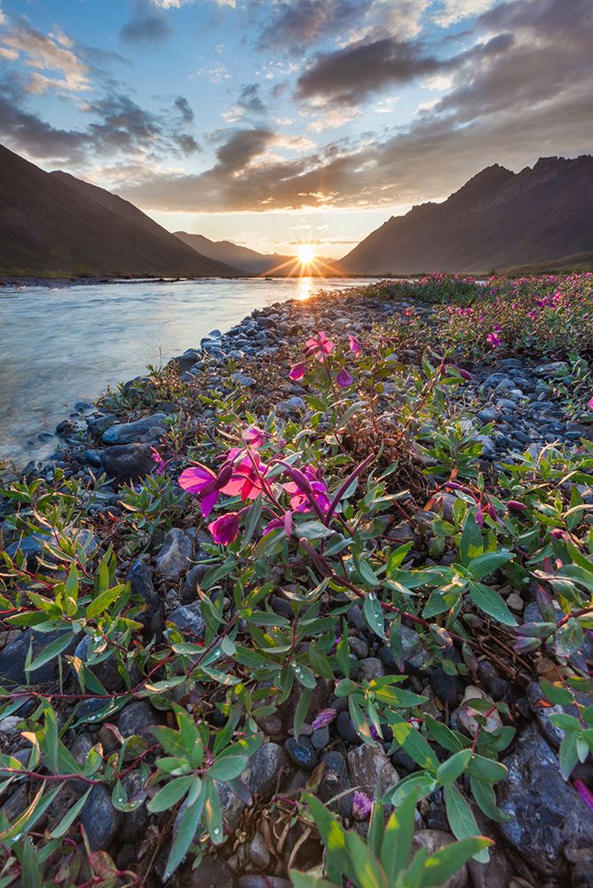 Midnight Sunset Over Dwarf Fireweed, Or River Beauty, Along Marsh Fork Of Canning River In Alaska. art print by Patrick J Endres for $57.95 CAD