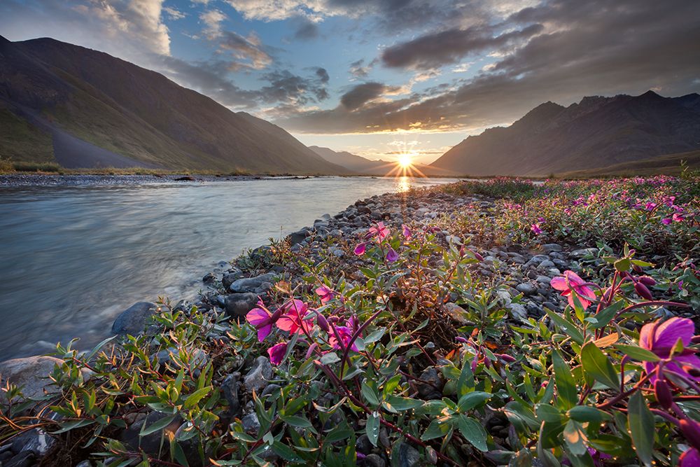 Midnight Sunset Over Dwarf Fireweed, Or River Beauty, Along Marsh Fork Of Canning River In Alaska. art print by Patrick J Endres for $57.95 CAD