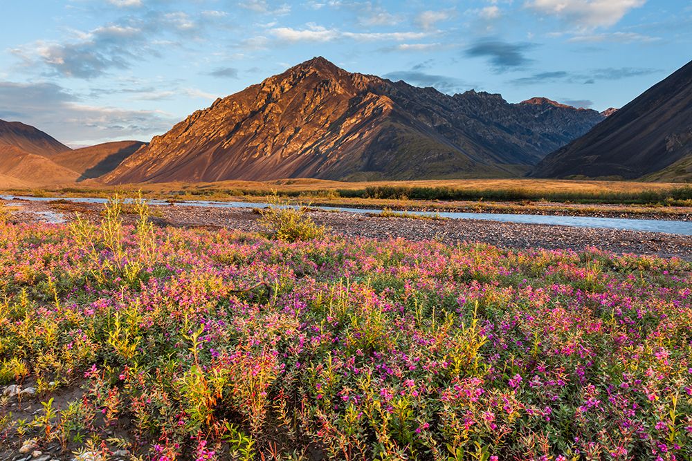 Dwarf Fireweed, Or River Beauty, Along Marsh Fork Of Canning River In Arctic National Alaska. art print by Patrick J Endres for $57.95 CAD