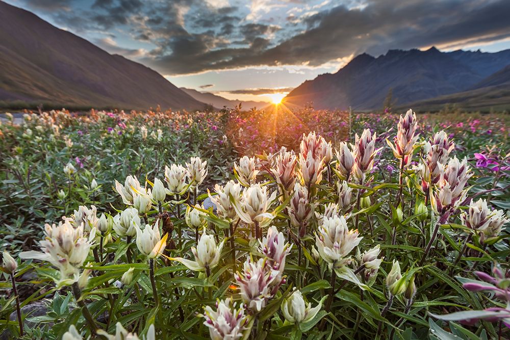 Midnight Sunset Over Dwarf Fireweed, Or River Beauty, And Elegant Paintbrush Wildflowers Alaska. art print by Patrick J Endres for $57.95 CAD