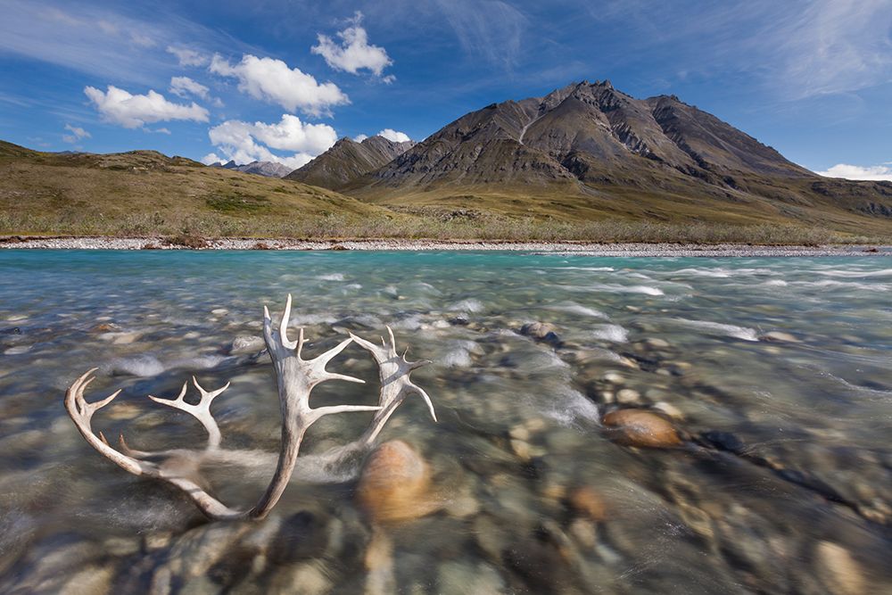 Caribou Antlers In Marsh Fork Of Canning River In Arctic National Wildlife Refuge, Brooks Alaska. art print by Patrick J Endres for $57.95 CAD