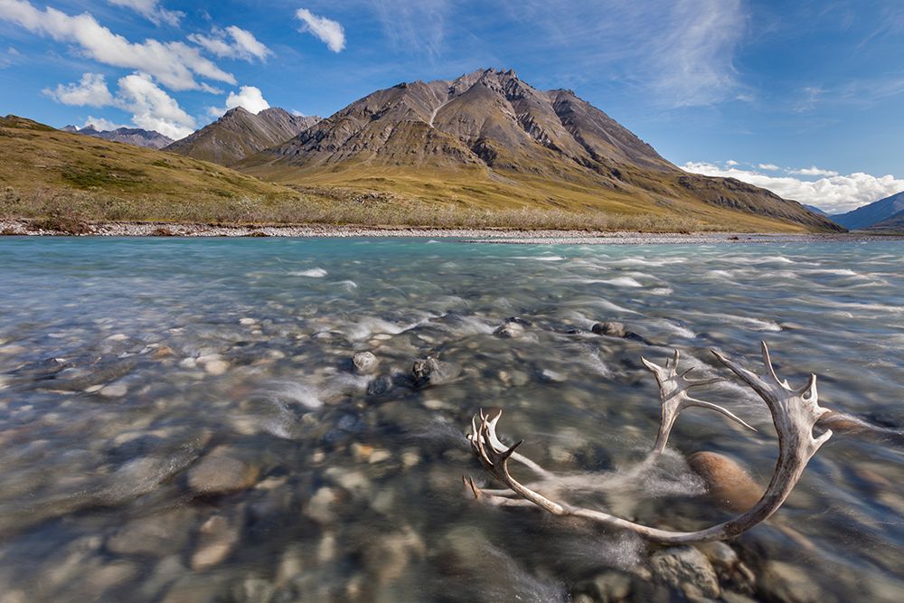 Caribou Antlers In Marsh Fork Of Canning River In Arctic National Wildlife Refuge, Brooks Alaska. art print by Patrick J Endres for $57.95 CAD