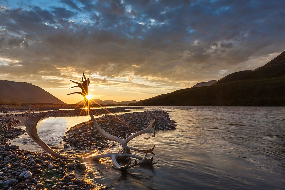Caribou Antlers In Golden Light Of Midnight Sun On Canning River, Arctic National Wildlife Alaska. art print by Patrick J Endres for $57.95 CAD