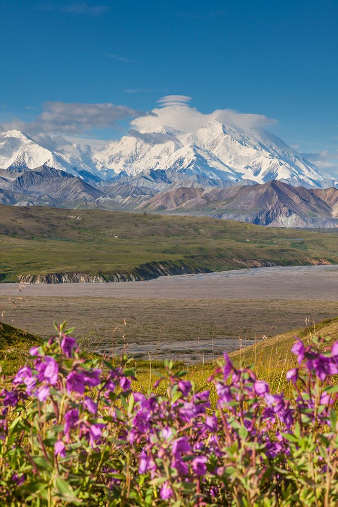 Dwarf Fireweed In Pink Summer Bloom In Foreground With Summit Of Denali In Distance, Viewed Alaska. art print by Patrick J Endres for $57.95 CAD