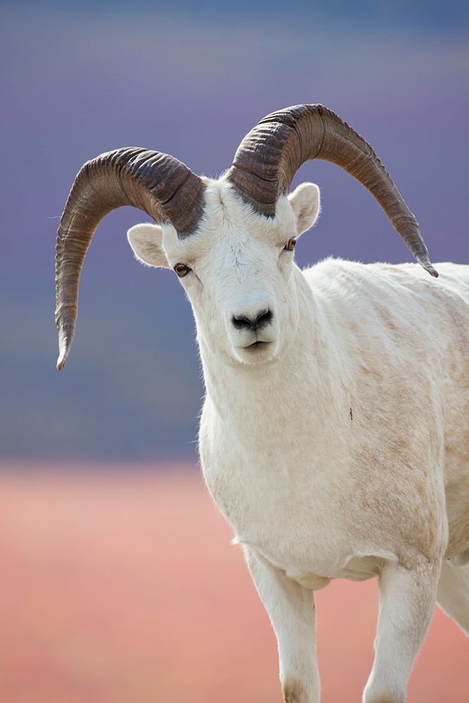 Dall Sheep Ram Portrait, Denali National Park, Interior, Alaska. art print by Patrick J Endres for $57.95 CAD