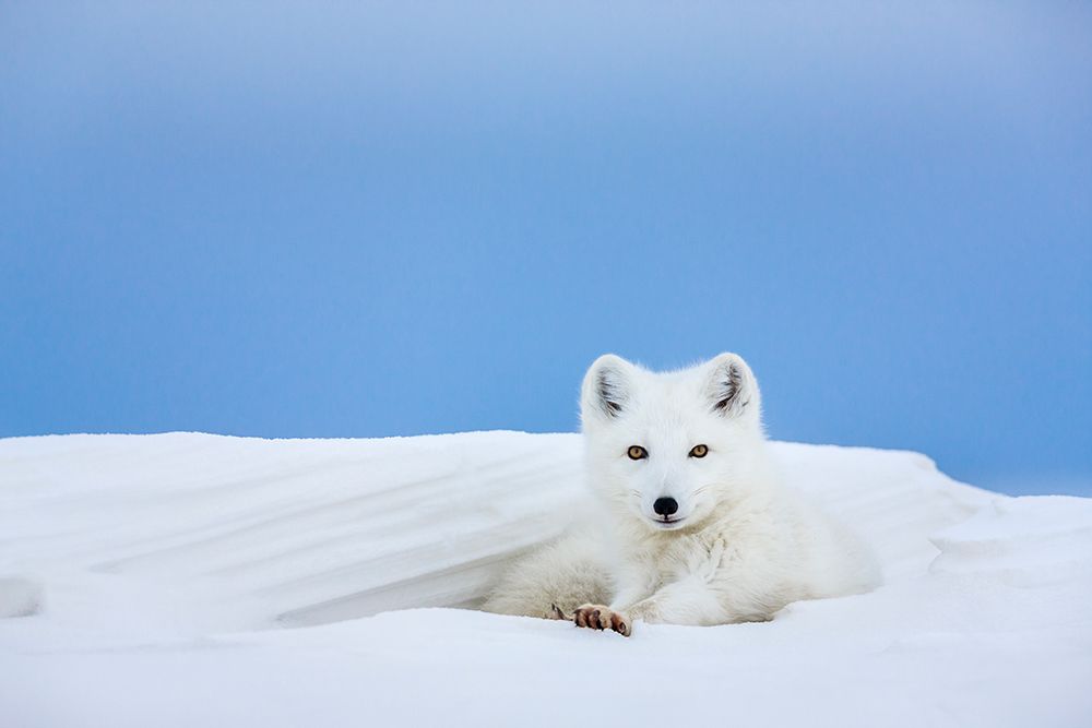 Arctic Fox In White Winter Coat Rests In A Snowdrift Along A Lake In Alaskas Arctic North Slope. art print by Patrick J Endres for $57.95 CAD