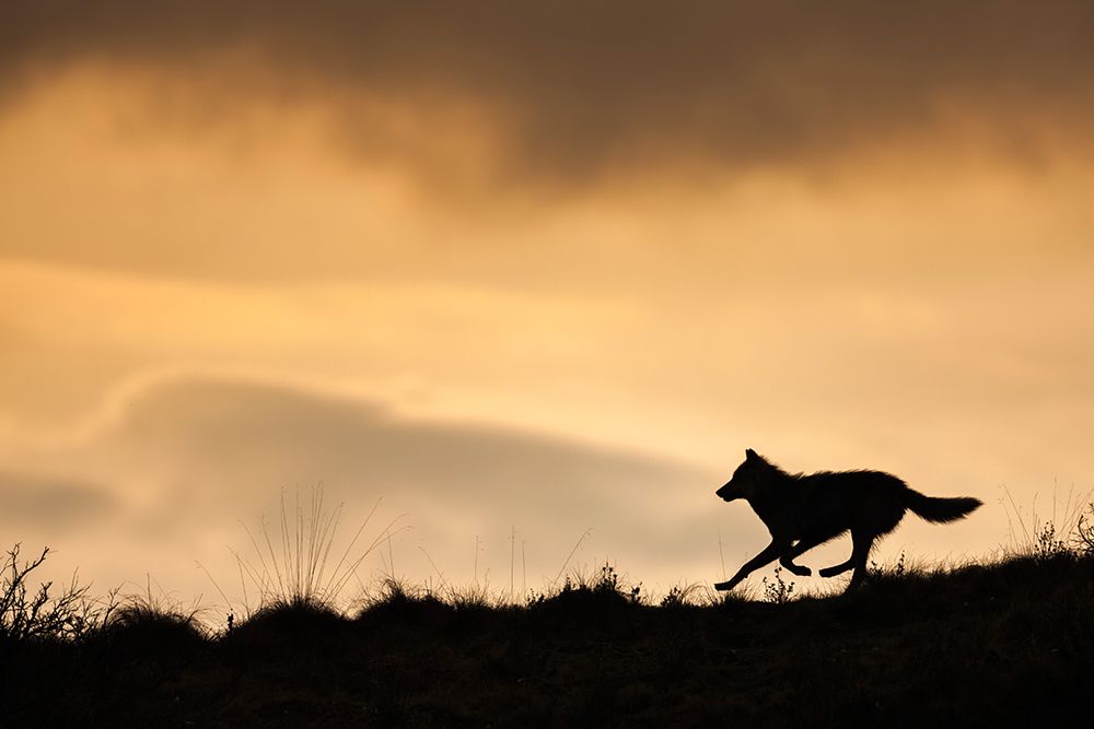 Silhouette Of A Gray Wolf Running Across A Mountain Ridge In Denali National Park, Alaska. art print by Patrick J Endres for $57.95 CAD