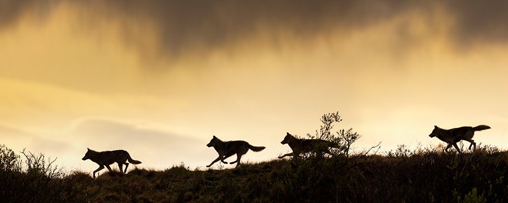 Silhouette Of A Gray Wolf Running Across A Mountain Ridge In Denali National Park, Alaska. art print by Patrick J Endres for $57.95 CAD