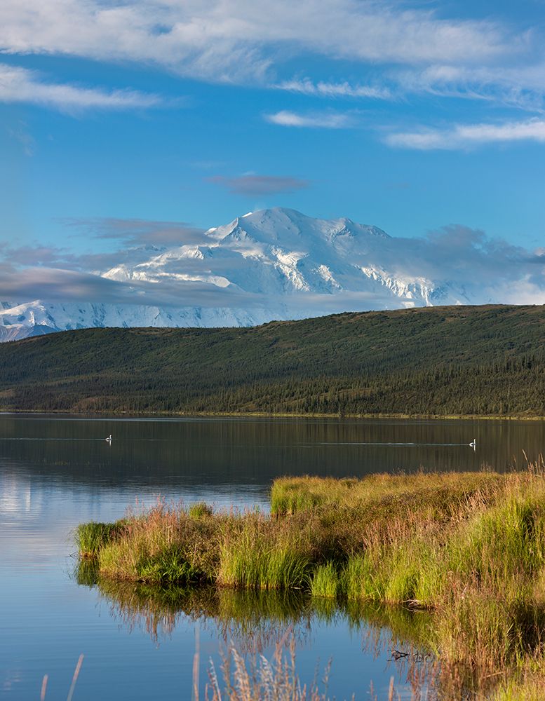 Trumpeter Swans Swim In Wonder Lake, With Summit Of Denali, North Americas Largest Mountain Alaska. art print by Patrick J Endres for $57.95 CAD