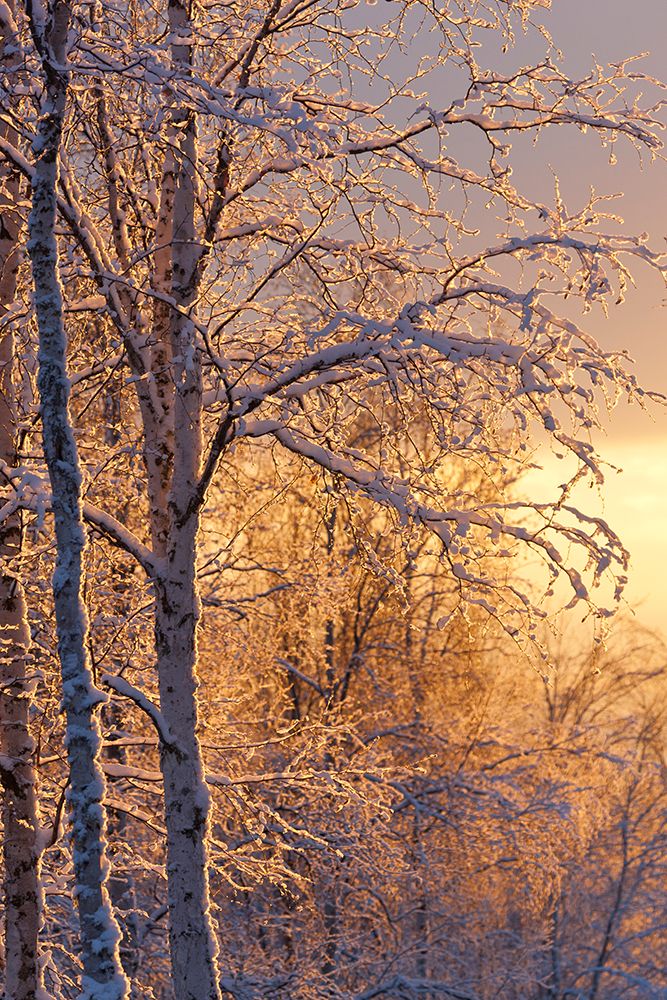 Golden Morning Sunshine Lights Frosted Branches Of Birch Trees In Winter Boreal Forest In Alaska. art print by Patrick J Endres for $57.95 CAD