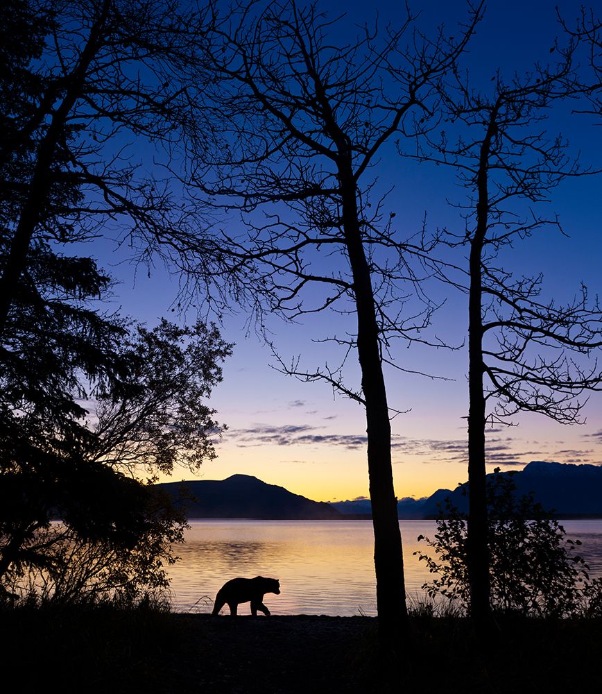 Brown Bear Walks Along The Beach Of Naknek Lake At Dawn In Katmai National Park, Southwest, Alaska. art print by Patrick J Endres for $57.95 CAD