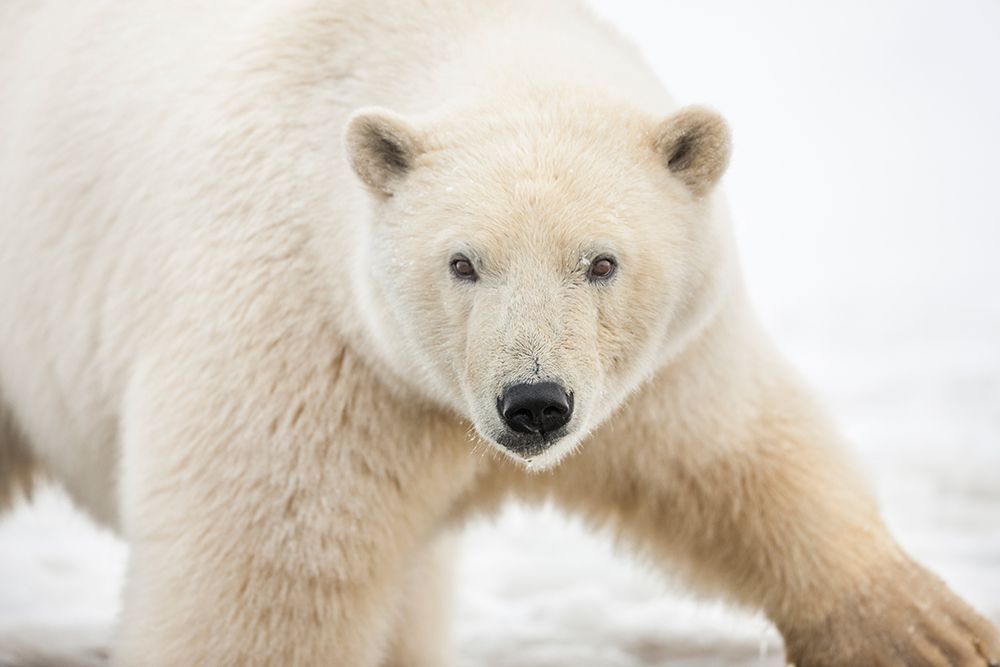 Polar Bear On The Snow Covered Barrier Island In The Arctic National Wildlife Refuge, Alaska. art print by Patrick J Endres for $57.95 CAD