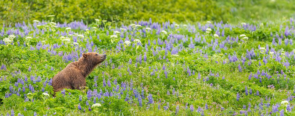 Brown Bear Sits In A Field Of Lupine Wildflowers Along The Coast Of Katmai National Park, Alaska. art print by Patrick J Endres for $57.95 CAD