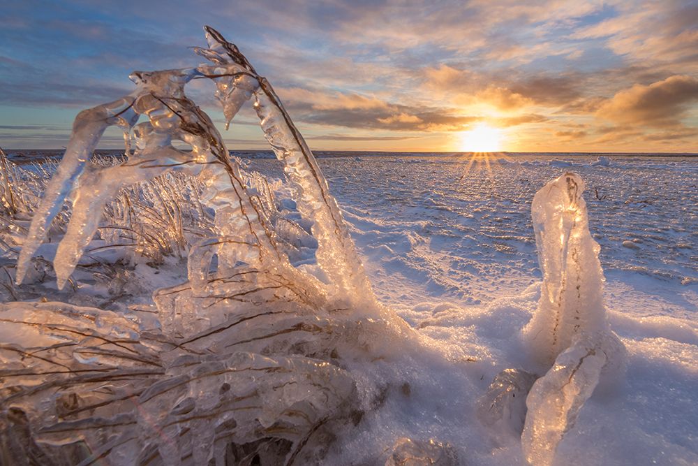 Warm Sunset Light Falls On The Grasses And Ponds Of The Tundra On Barter Island In Alaskas Arctic. art print by Patrick J Endres for $57.95 CAD