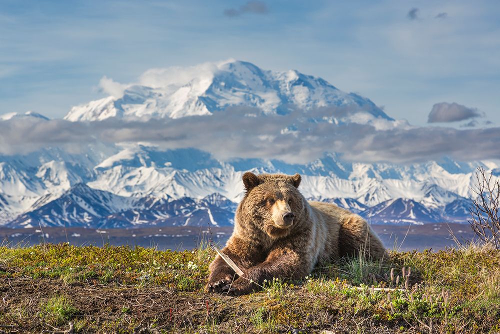 Young Grizzly Bear Rests Along The Spring Tundra In Front Of Denali, Denali National Park, Alaska. art print by Patrick J Endres for $57.95 CAD