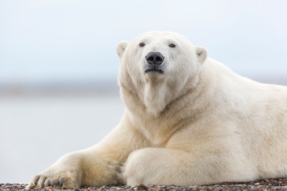 Polar Bear Rests Along The Shore Of A Barrier Island In The Beaufort Sea, Arctic Alaska. art print by Patrick J Endres for $57.95 CAD