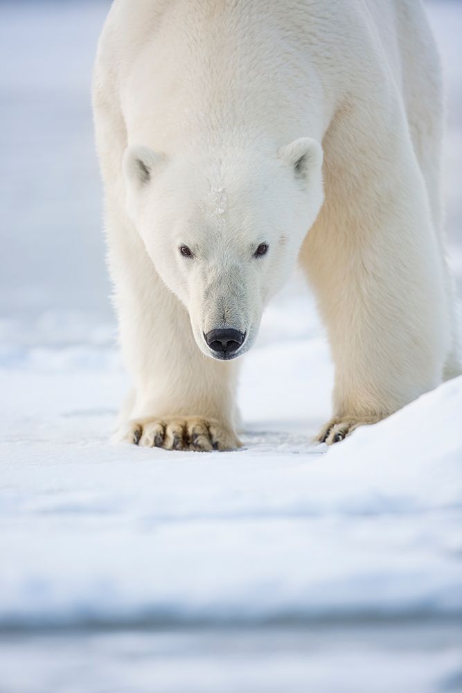 Polar Bear On The Beaufort Sea Ice In Arctic, Alaska. art print by Patrick J Endres for $57.95 CAD
