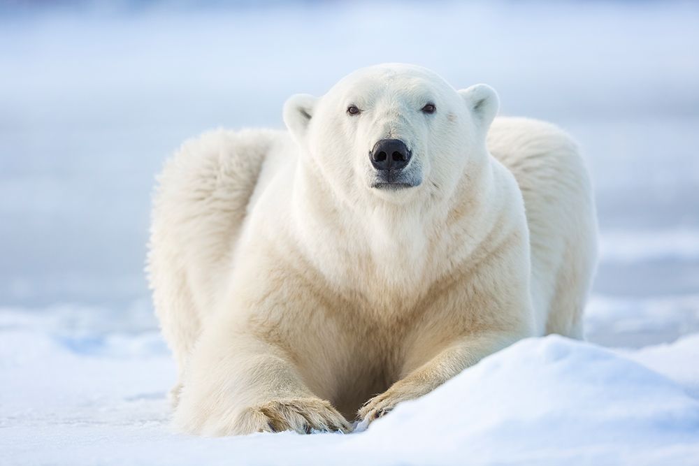 Polar Bear On The Beaufort Sea Ice In Arctic, Alaska. art print by Patrick J Endres for $57.95 CAD