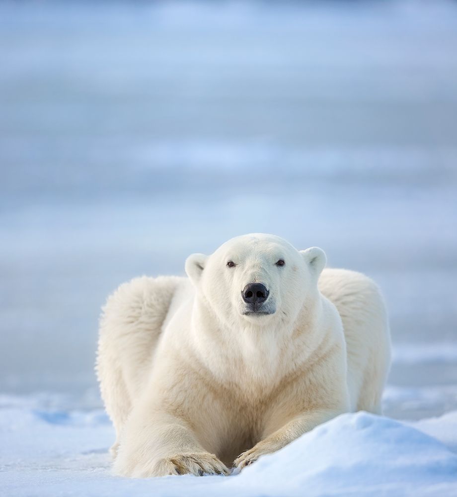 Polar Bear On The Beaufort Sea Ice In Arctic, Alaska. art print by Patrick J Endres for $57.95 CAD