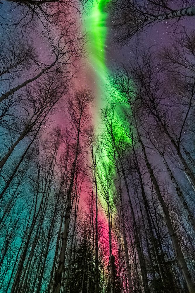 Vibrant Red And Green Aurora Borealis Above The Birch Tree Forest In Fairbanks, Alaska. art print by Patrick J Endres for $57.95 CAD