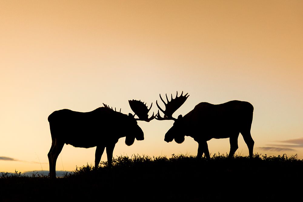 Two Silhouetted Bull Moose Spar On A Mountain Ridge In Denali National Park, Interior, Alaska art print by Patrick J Endres for $57.95 CAD