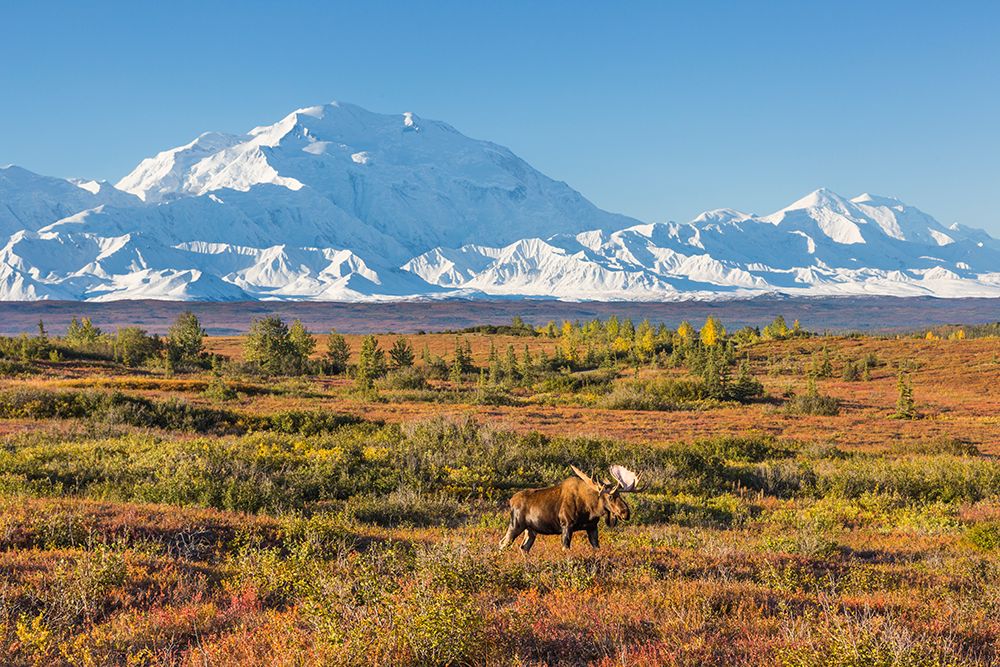 Bull Moose Walks Across The Tundra In Front Of Denali, Denali National Park, Alaska. art print by Patrick J Endres for $57.95 CAD
