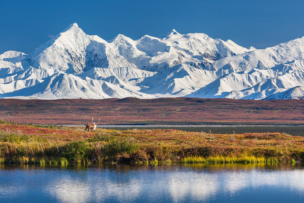 Alaska Range Mountains Reflect In A Small Tundra Pond In Denali National Park, Interior, Alaska art print by Patrick J Endres for $57.95 CAD