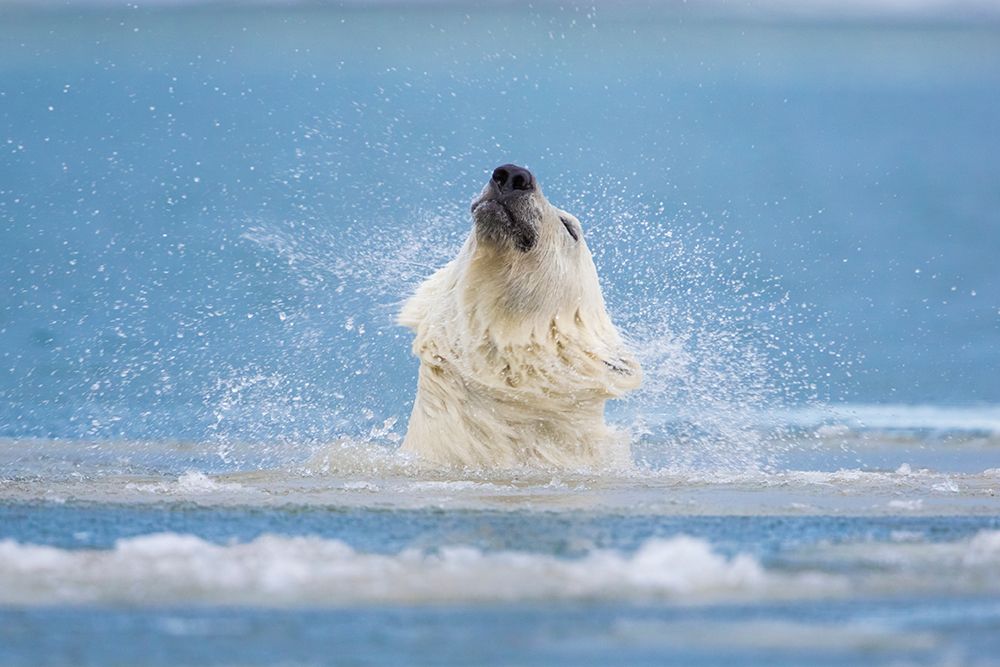 Polar Bear Shakes Off Water While Swimming In The Beaufort Sea, Arctic, Alaska. art print by Patrick J Endres for $57.95 CAD