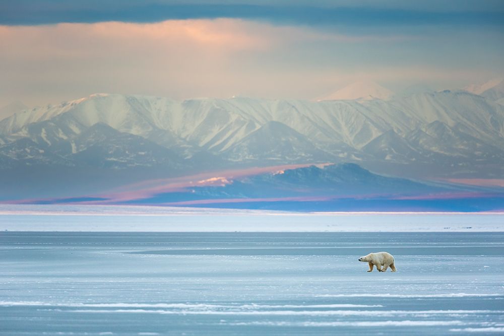 Bear On Sea Ice In The Beaufort Sea, Romanzof Mountains Of The Brooks Range In The Distance art print by Patrick J Endres for $57.95 CAD