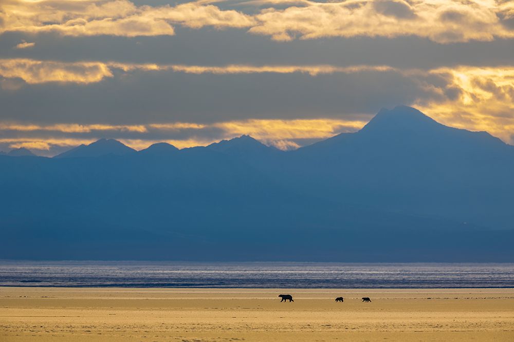 Bears On Sea Ice In The Beaufort Sea, Romanzof Mountains Of The Brooks Range In The Distance art print by Patrick J Endres for $57.95 CAD