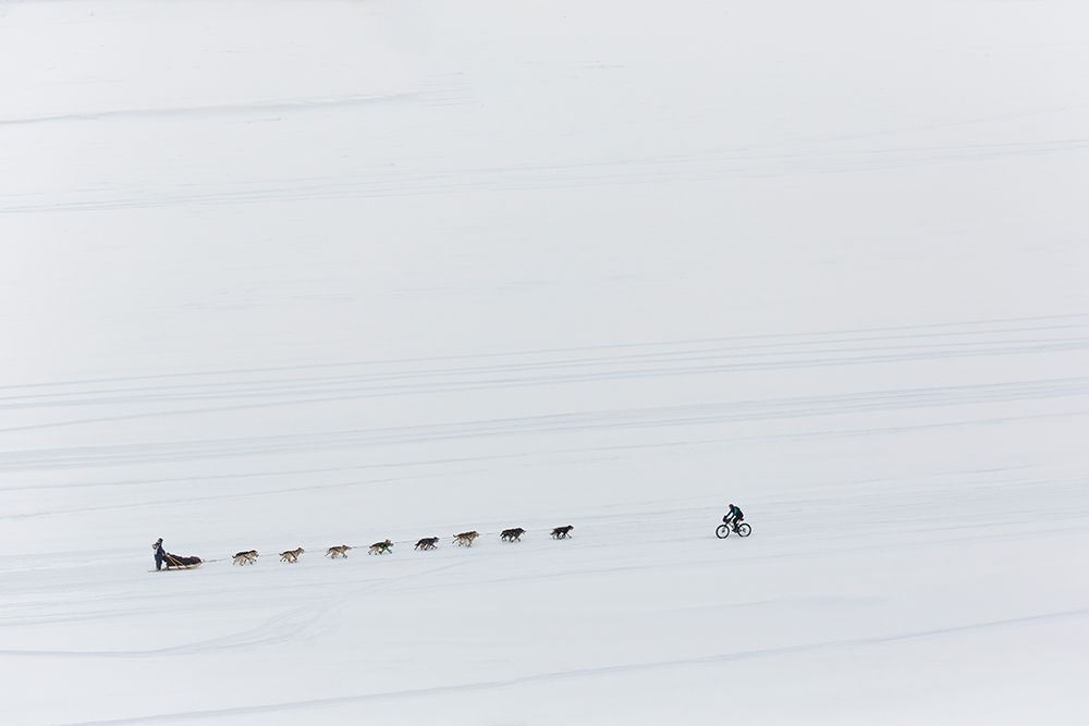 Dog Team And Fat Tire Biker On The Tanana River During The 2015 Iditarod. Fairbanks, Alaska. art print by Patrick J Endres for $57.95 CAD