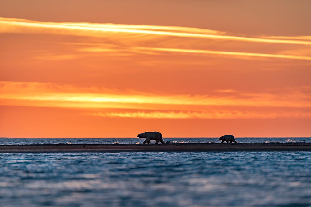 Polar Bear Sow And Cub Walk Along Barrier Island At Sunset In Arctic National Wildlife Alaska. art print by Patrick J Endres for $57.95 CAD