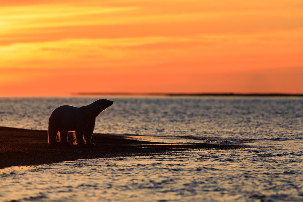 Polar Bear Rim Lit By Orange Morning Sunrise Along A Barrier Island, Beaufort Sea, Arctic, Alaska. art print by Patrick J Endres for $57.95 CAD