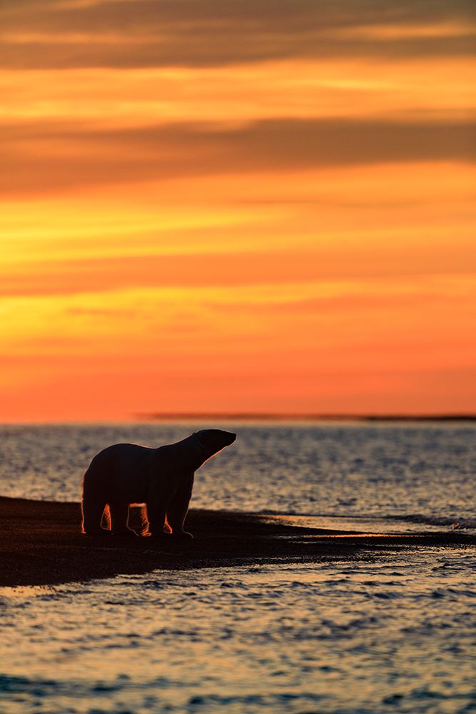Polar Bear Rim Lit By Orange Morning Sunrise Along A Barrier Island, Beaufort Sea, Arctic, Alaska. art print by Patrick J Endres for $57.95 CAD