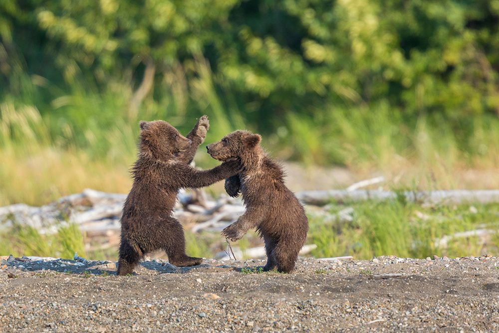 Two Small Brown Bear Spring Cubs Play Fight In Katmai National Park, Alaska art print by Patrick J Endres for $57.95 CAD